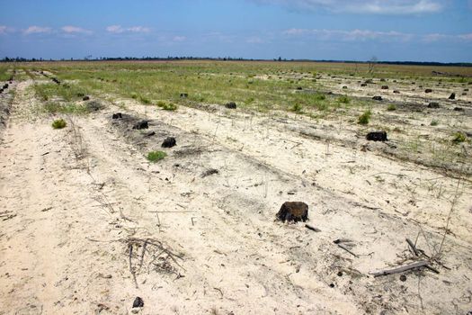 Stubs on the place of perished forest