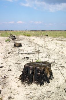 Line of stumps in the sand