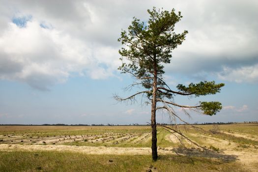 Loneliness pine tree in the middle of glade among the stumps