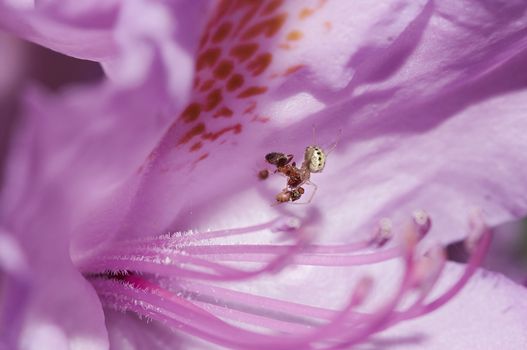 Macro - ant, spider and fly in the bloom of rhododendron - match - food chain