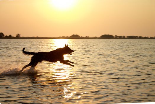 Dog jumping in the lake in the light of sunset