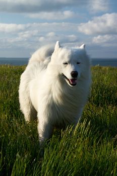 White dog on the wind at the seaside