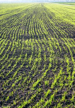 Growing young wheat on the spring field