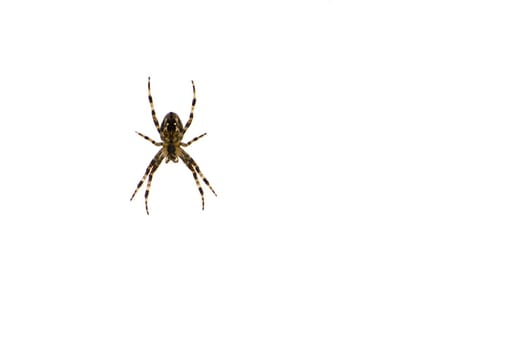 Spider on white background