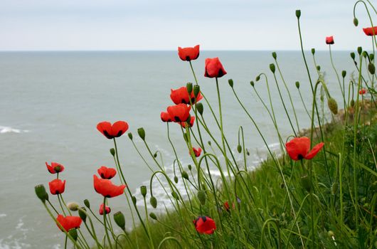 Poppy flowers blooming on the seaside in spring