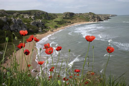 Poppy flowers on the sea shore