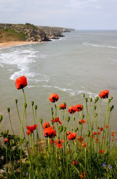 Wild poppy flowers on the sea cost
