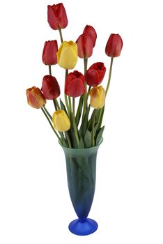 red and yellow tulip in flowerpot isolated on white background