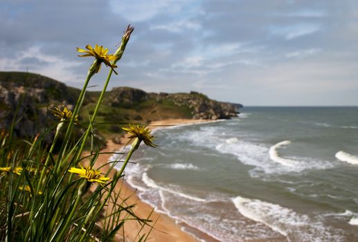 Yellow flower on the precipice over the sea