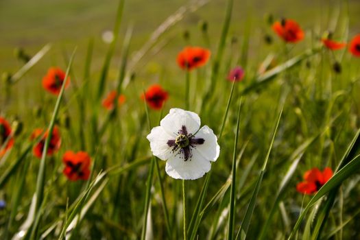 White poppy flower in the middle of red poppies