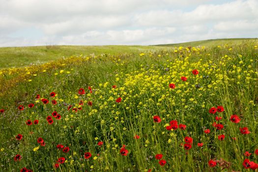 Wild flowers blooming in the spring steppe