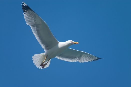 Soaring seagull bird in the blue sky