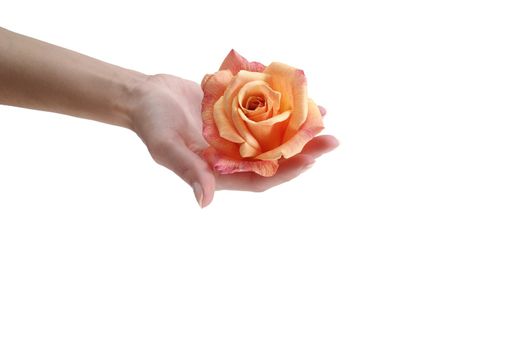 orange flower kept in a hand isolated on the white background