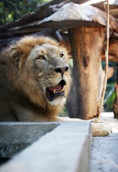 Big lion showing who is the king. Bali a zoo
