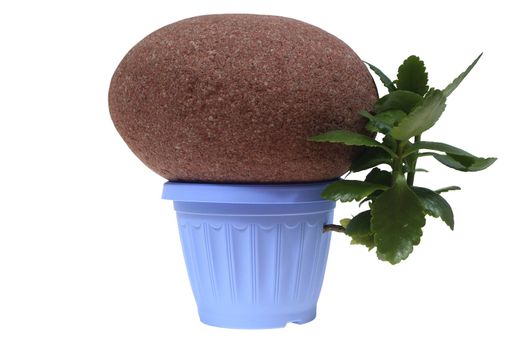 stone on the flowerpot and flower isolated on the white background