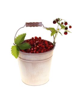 little pail full of wild strawberries with leaf isolated on white background