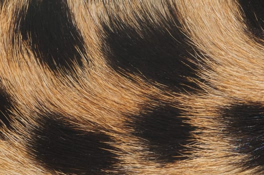 close-up (macro) of cheetah fur with hair pattern radiating from right side