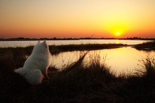 Dog looking to the sunrise on the lakeside