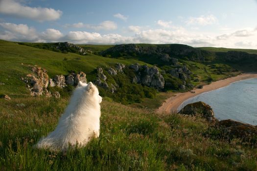 Solitary dog sitting on the high coast and looking to the distance