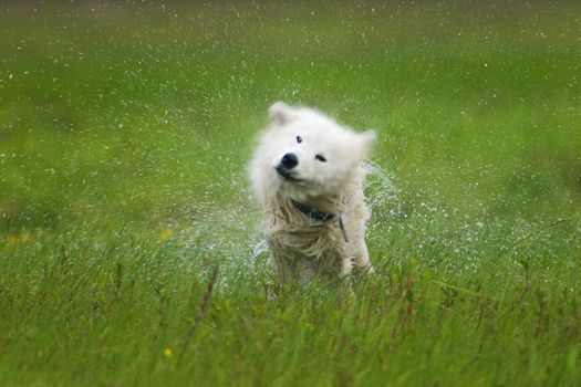 White samoyed dog shaking off in clouds of drops