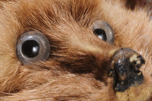 close-up (macro) of vintage stone marten fur stole with glass eyes and scuffed nose