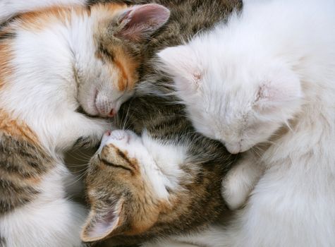 three adorable kittens are sleeping together on a chair