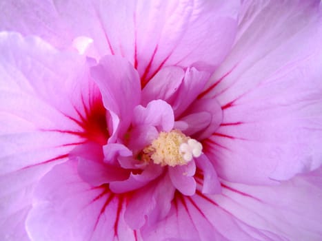 center of pink hibiscus 
