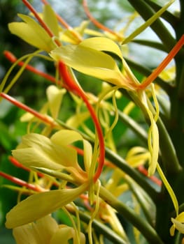 yellow exotic flowers
