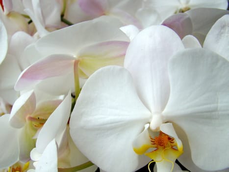 white orchids up close