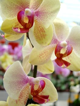 yellow orchids up close