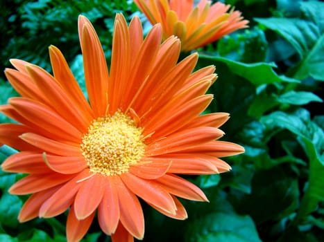 orange flower up close