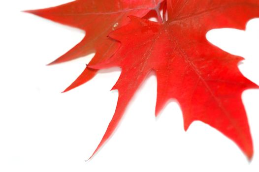 red autumn leaves isolated on white