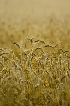 Golden wheat ready for harvest growing in a farm field under sky
