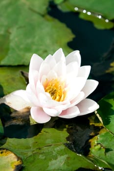 Water lilly