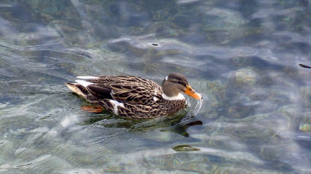 Brown mallard duck floating on water