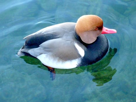Red head duck from above