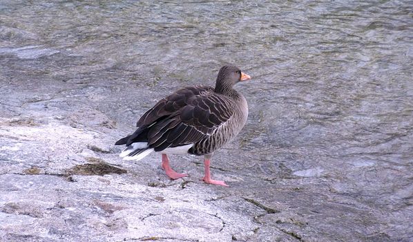 Bllack goose walking toward water lake