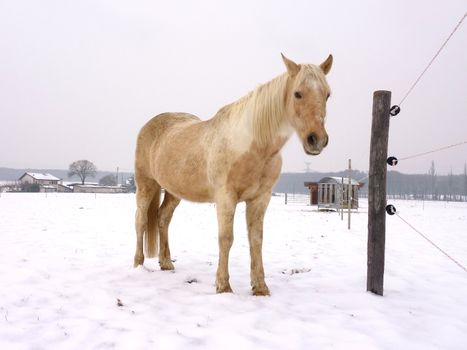 Clear brown horse standing in the snow of a farm by winter