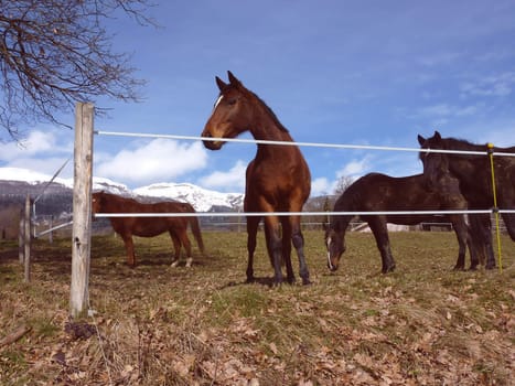 Many black and brown horses behind a fence in a meadow by beautiful weather