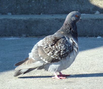 Grey pigeon standing on the city pavement