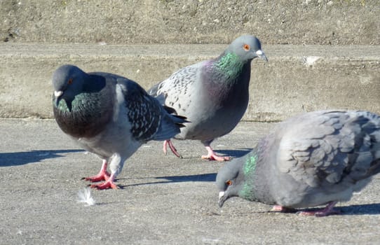 Many grey pigeons eating on the city pavement