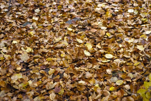 portrait of leaf background