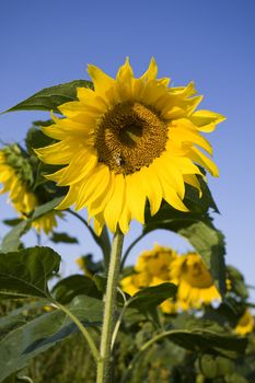 Color Image of bright yellow sun flower with bees