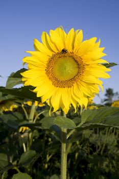 Color Image of bright yellow sun flower with bees