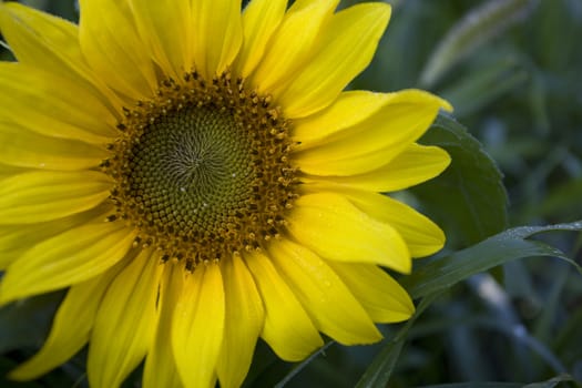 Color Image of bright yellow sun flower