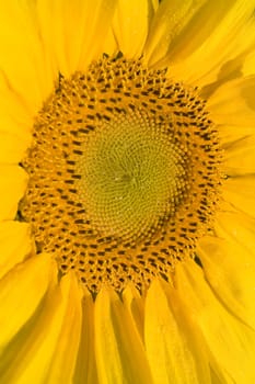 Color Image of bright yellow sun flower