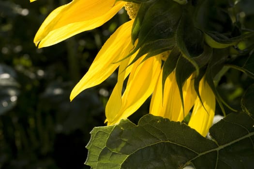 Color Image of bright yellow sun flower