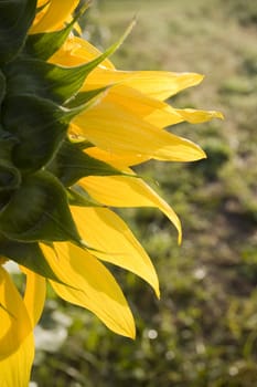 Color Image of bright yellow sun flower