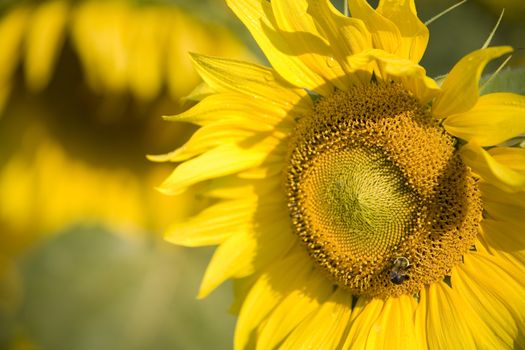 Color Image of bright yellow sun flower with bees