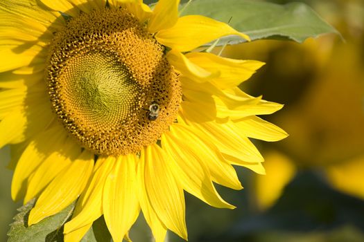 Color Image of bright yellow sun flower with bees